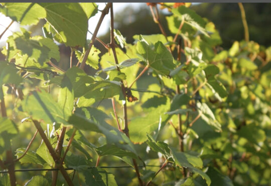 Wine a delight for the soul